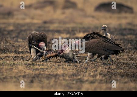 Zwei Scherbengeier (Torgos tracheliotos) zerlegen Gazellen-Schlachtkörper im Serengeti-Nationalpark, Tansania Stockfoto