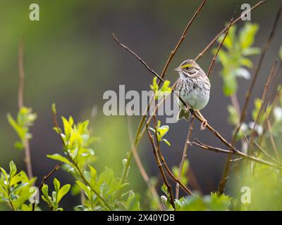 Savannah-Spatzen (Passerculus sandwichensis) halten im Frühling in einem Dickicht in den südwestlichen Alaska-Weiden. Savannah Spatzen sind Migranten, die ... Stockfoto