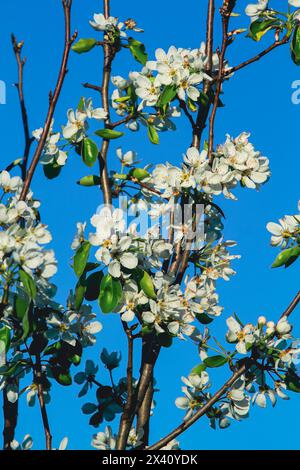 Blühende Birnbaumzweige im Frühjahr Stockfoto