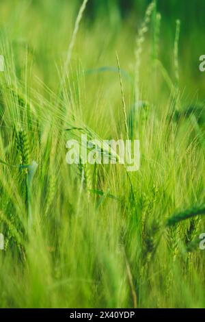Grüne Ohren von Gerste auf einem Feld Stockfoto