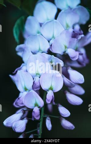 Der Zweig des blühenden Glyzinien-Baumes Stockfoto