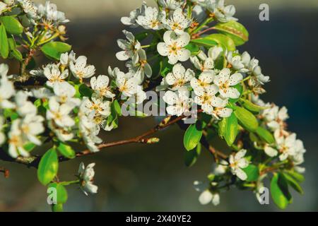 Blühende Birnbaumzweige im Frühjahr Stockfoto