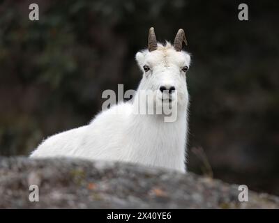 Dall-Schafe (Ovis dalli dalli) in dickem Winterpelage sehen den Betrachter in diesem Bild entlang des Turnagain Arm südlich von Anchorage, Alaska, USA Stockfoto