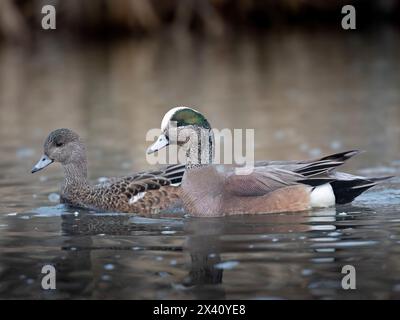 Eine drake und eine Hühnerwitwe (Mareca americana) kreuzen während der Frühjahrssaison durch ein Feuchtgebiet in der Nähe von Anchorage, Alaska Stockfoto