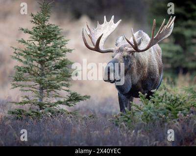 Bullenmoose (Alces alces) hält spät in der Furche im Chugach State Park im Süden Alaskas, Alaska, USA Stockfoto