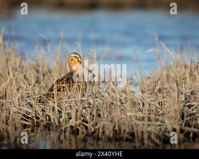 Der Kurzschnabel-Dowitcher (Limnodromus griseus) hält im Mai an einer Mündung in den Susitna Flats in SüdzentralalAlaska inne. Dowitchers und viele andere Shorebir... Stockfoto