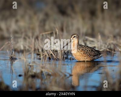 Der Kurzschnabel-Dowitcher (Limnodromus griseus) hält im Mai an einer Mündung in den Susitna Flats in SüdzentralalAlaska inne. Dowitchers und viele andere Shorebir... Stockfoto