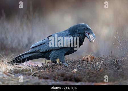 Der Rabe (Corvus corax) greift ein Stück Schlachtnebenerzeugnisse von einem Elch, der von Jägern im Chugach State Park in Alaska getötet wurde. Ravens, Corvus Corax... Stockfoto