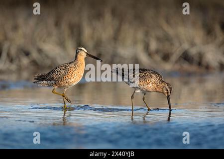 Zwei Kurzschnabel-Dowitcher (Limnodromus griseus) ernähren sich von Wirbellosen, indem sie ihre Schellen verwenden, um den Schlamm der Susitna ... in SüdzentralalAlaska zu erforschen Stockfoto