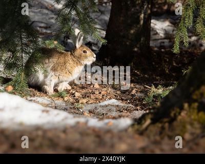 An einem milden Apriltag in SüdzentralalAlaska, wird ein Schneeschuhhase (Lepus americanus), dessen Fell sich von Winterweiß zu Sommerbrauen verwandelt... Stockfoto