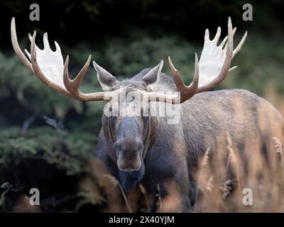 Reifer Bullenelch (Alces alces) mit einem großen Geweihgeweih, das sich fast zwei Meter breit erstreckt, hält spät in der Furche im Südwesten A... Stockfoto