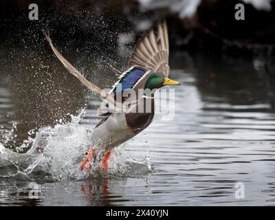 stockwurm (Anas platyrhynchos) bricht mitten im Winter aus einem nicht gefrorenen Abschnitt eines südzentralen Alaska-Teichs aus. Solange Essen und offenes Wasser... Stockfoto