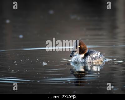 GoldenEye (Bucephala clangula), eine harte Tauchente, sucht Ende März in der Westchester Lagoon von Anchorage Stockfoto