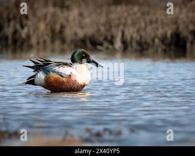 Der Northern Shoveler drake (Spatula clypeata) liegt in einer Susitna Flats Mündung. Das Refugium befindet sich in Süd-Zentral-Alaska und wird von der Alaska D... Stockfoto