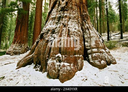 Schneebestaubter Riesenmammutbaum (sequoiadendron giganteum) im südlichen Teil des Yosemite-Nationalparks. Der Mariposahain der riesenmammutbäume i... Stockfoto