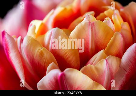 Nahaufnahme von zarten Blütenblättern auf einer blühenden Tulpe; Calgary, Alberta, Kanada Stockfoto