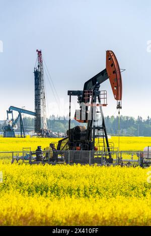 Pumpjack mit einem Bohrgerät im Hintergrund in einem blühenden Rapsfeld, westlich von High River, Alberta, Kanada Stockfoto
