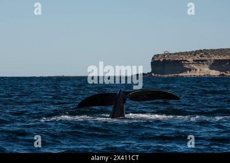 Sohutern-Walschwanz-Lobtailing, gefährdete Arten, Patagonien, Argentinien Stockfoto