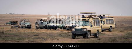 Panorama von zwei Geparden (Acinonyx jubatus), die an Safari-Fahrzeugen im Serengeti-Nationalpark, Tansania, vorbeilaufen Stockfoto