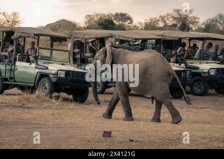 Afrikanischer Buschelefant (Loxodonta africana) spaziert mit Touristen an geparkten Safarifahrzeugen im Serengeti-Nationalpark in Tansania vorbei Stockfoto