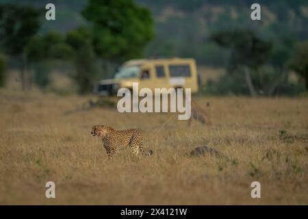 Zwei Geparden (Acinonyx jubatus) gehen und sitzen in der Nähe eines Safari Trucks im Serengeti Nationalpark; Tansania Stockfoto