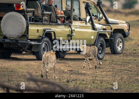 Zwei Geparden (Acinonyx jubatus) laufen in Richtung Safari Truck auf der Savanne im Serengeti Nationalpark; Tansania Stockfoto