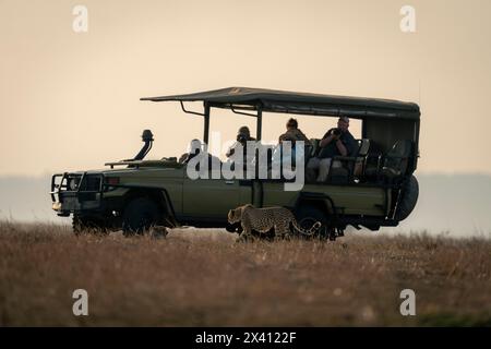 Gepard (Acinonyx jubatus) geht in Richtung eines anderen liegenden Safarifahrzeugs im Serengeti-Nationalpark, Tansania Stockfoto