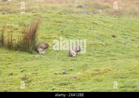 Irischer Hase Lepus timidus hibernicus, Paarreinigung auf Grünland, Lake Assapol, Isle of Mull, Schottland, Vereinigtes Königreich, April Stockfoto