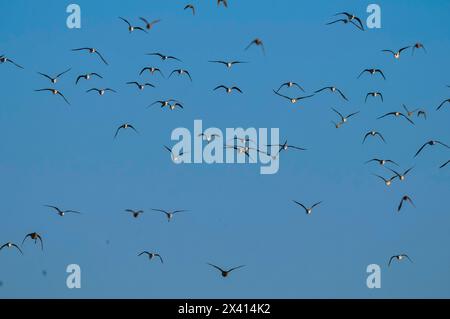 Südlicher Stelzen, Himantopus melanurus im Flug, Provinz La Pampa, Patagonien, Argentinien Stockfoto