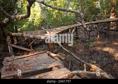 Eine kaputte Holzbrücke am Mangrovenwald. Stockfoto