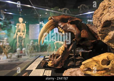 Usa, Floride, Orlando. SKELETTE: Museum für Osteologie. Tiger Stockfoto