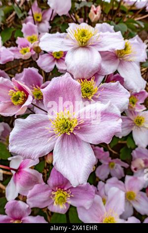 Nahaufnahme eines Clematis Montana in Blüte mit vielen zarten rosa Blüten. Stockfoto