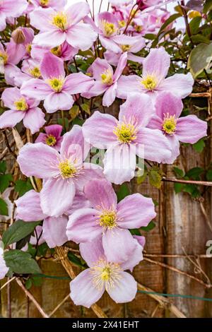 Nahaufnahme eines Clematis Montana in Blüte mit vielen zarten rosa Blüten. Stockfoto