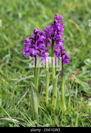 GrünflügelOrchidee oder GrüngeäderOrchidee, Anacamptis morio (Orchis morio), Orchidaceae. Bernwood Meadows, Oxfordshire, Großbritannien. .Typische Lila Blume. Stockfoto