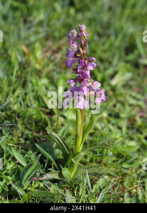 GrünflügelOrchidee oder GrüngeäderOrchidee, Anacamptis morio (Orchis morio), Orchidaceae. Bernwood Meadows, Oxfordshire, Großbritannien. Rosafarbene Variante. Stockfoto