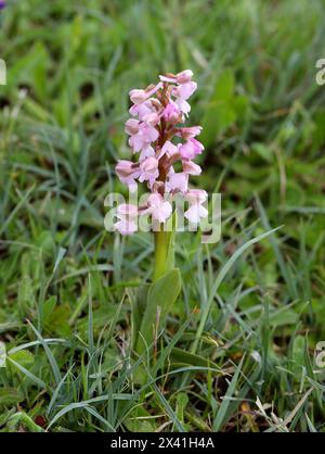 GrünflügelOrchidee oder GrüngeäderOrchidee, Anacamptis morio (Orchis morio), Orchidaceae. Bernwood Meadows, Oxfordshire, Großbritannien. Rosafarbene Variante. Stockfoto