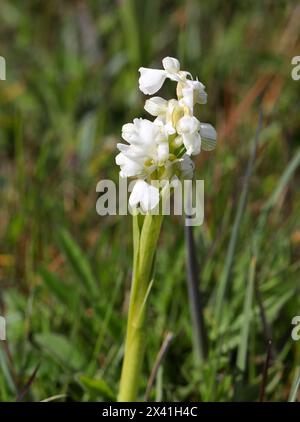GrünflügelOrchidee oder GrüngeäderOrchidee, Anacamptis morio (Orchis morio), Orchidaceae. Bernwood Meadows, Oxfordshire, Großbritannien. Weiße Variante. Stockfoto
