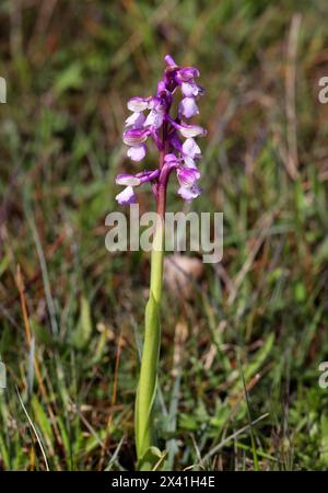 GrünflügelOrchidee oder GrüngeäderOrchidee, Anacamptis morio (Orchis morio), Orchidaceae. Bernwood Meadows, Oxfordshire, Großbritannien. Rosa- und Weißvariante. Stockfoto