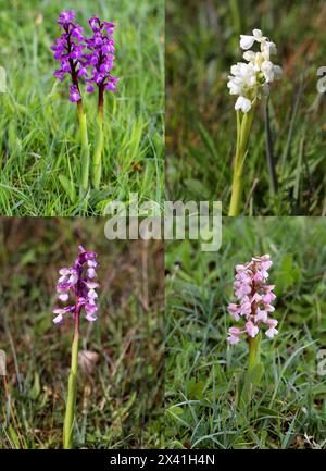 GrünflügelOrchidee oder GrüngeäderOrchidee, Anacamptis morio (Orchis morio), Orchidaceae. Bernwood Meadows, Oxfordshire, Großbritannien. Farbvarianten. Stockfoto