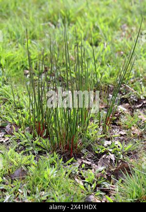 Gewöhnlicher Rush oder Soft Rush, Juncus effusus, Juncaceae. Ein harter Rush, der auf einem feuchten Feld wächst. Bernwood Meadows, Oxfordshire, Großbritannien. Stockfoto