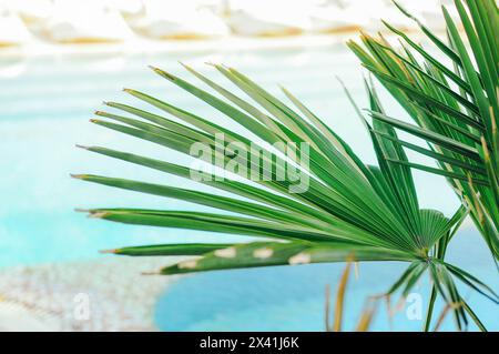 Blau zerrissenes Wasser im Swimmingpool mit frischen grünen Palmenblättern Stockfoto