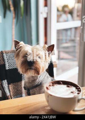 Ein kleiner zotteliger, brauner Yorkshire Terrier-Hund sitzt an einem Tisch, mit einer hyperrealistischen Tasse Cappuccino oder Kakao im Fokus. Niedliches Hündchen im Café. Stockfoto