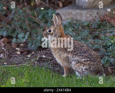 Nahaufnahme Eastern Cottontail Hase Hase im Frühling in einem Park Stockfoto