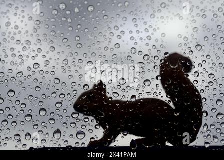 Eichhörnchenfigur und Tropfen in Monforte de Lemos, Lugo, Spanien Stockfoto