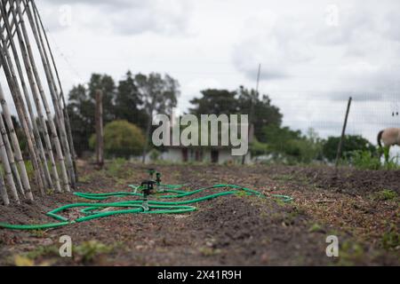 Ein grüner Schlauch liegt auf dem Boden auf einem Feld. Der Schlauch ist an eine Wasserquelle angeschlossen und dient zur Bewässerung von Pflanzen. Die Szene ist friedlich und ruhig Stockfoto