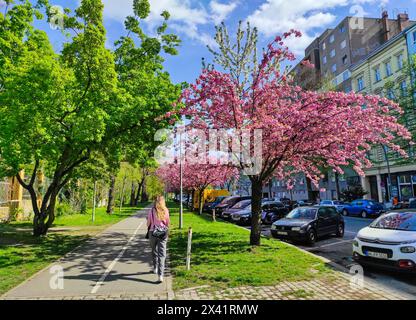 Eine nicht wiedererkennbare Frau in rosa Hemd geht entlang der Wiener straße in Berlin, gesäumt von hübschen Kirschblüten. Goerlitzer Park (Gorli) auf der linken Seite Stockfoto
