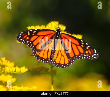 Monarch Butterfly auf Goldenrod Stockfoto