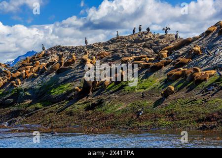 Robben auf den Les Eclaireurs-Inseln, Ushuaia, Feuerland, Argentinien, Südamerika Stockfoto