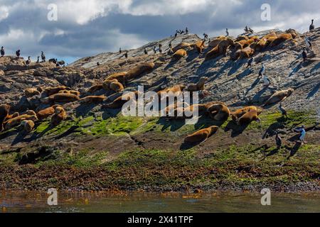 Robben auf den Les Eclaireurs-Inseln, Ushuaia, Feuerland, Argentinien, Südamerika Stockfoto