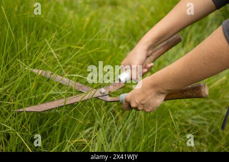 Mit der Gartenschere schneiden Sie das Gras, Gartenpflege, Verwendung von Arbeitsgeräten und Beschäftigung mit der Natur Stockfoto